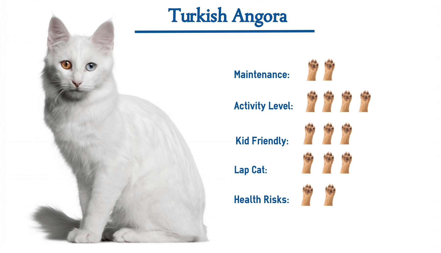 Turkish Angora Cat Breed… Everything You Need to Know at a Glance!