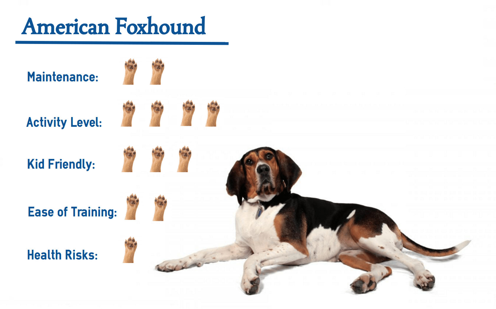 American Foxhound… Your Guide to Best Care.