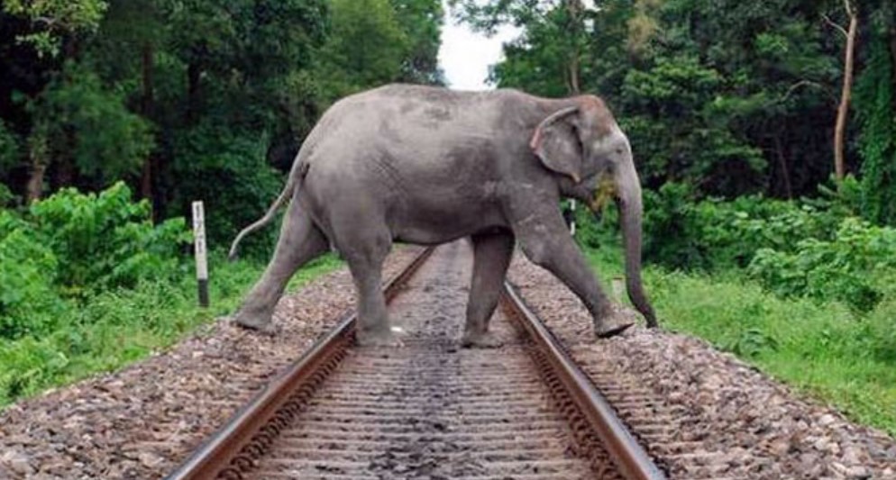 BEL develops WANRA, artificial Intelligence to prevent trains from hitting animals