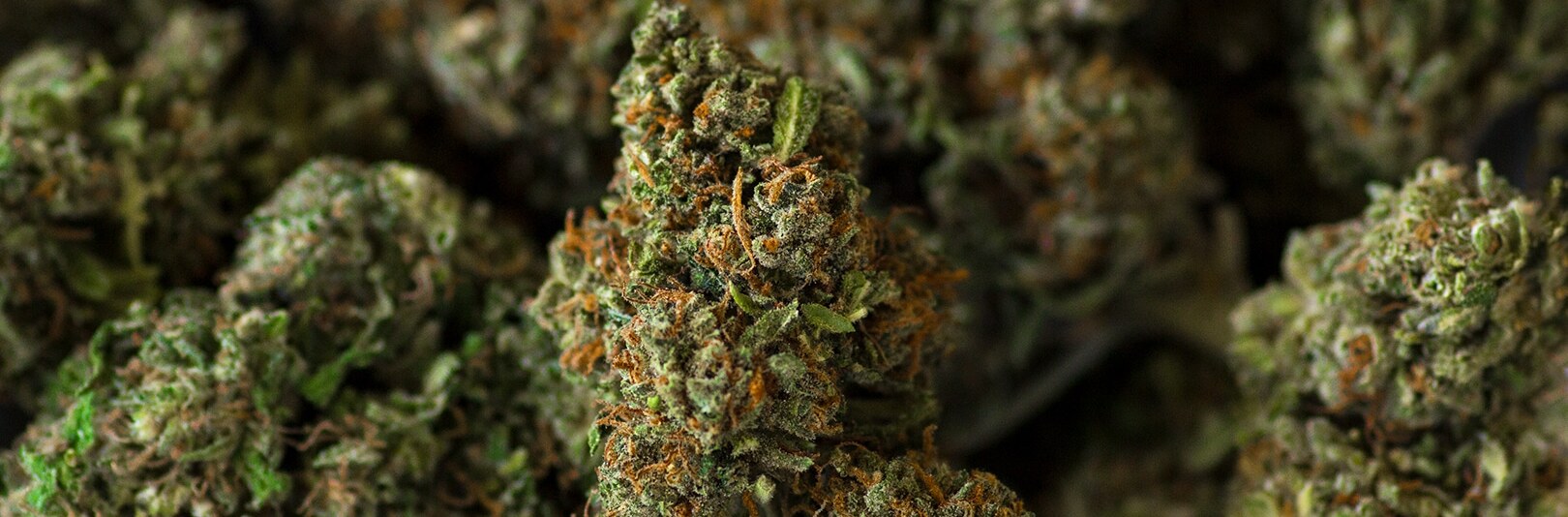 Does CBD Flower Expire? IHF