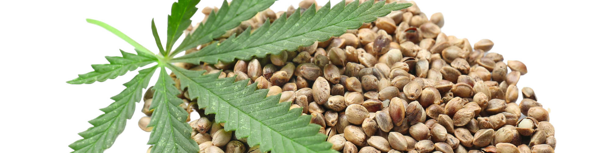 Do Hemp Seeds Have CBD? IHF