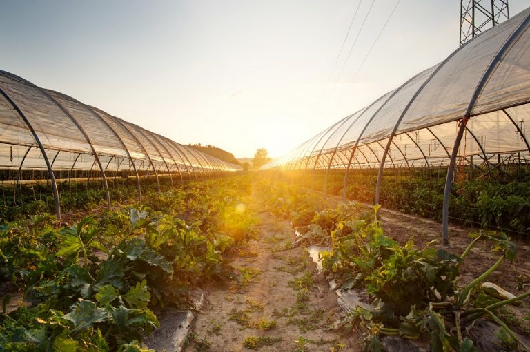 6 Benefits of Owning a Greenhouse