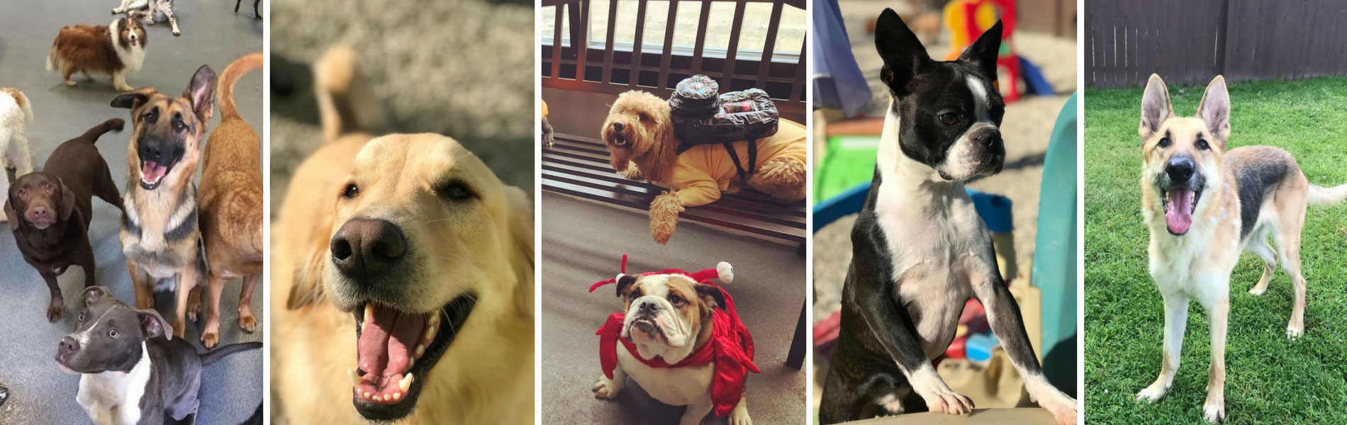 Dog Boarding, Daycare, Training, Grooming Indianapolis Downtown