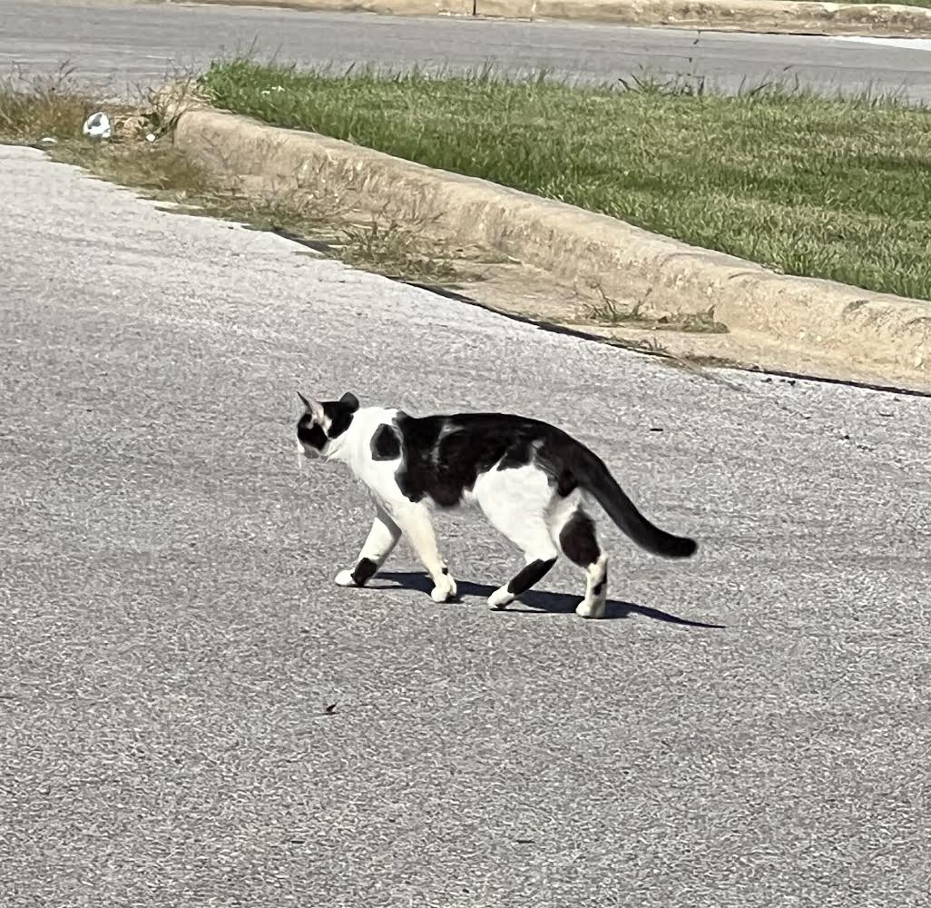 Catsight Sighting, Alert 62575 Indianapolis, missing near Behind
