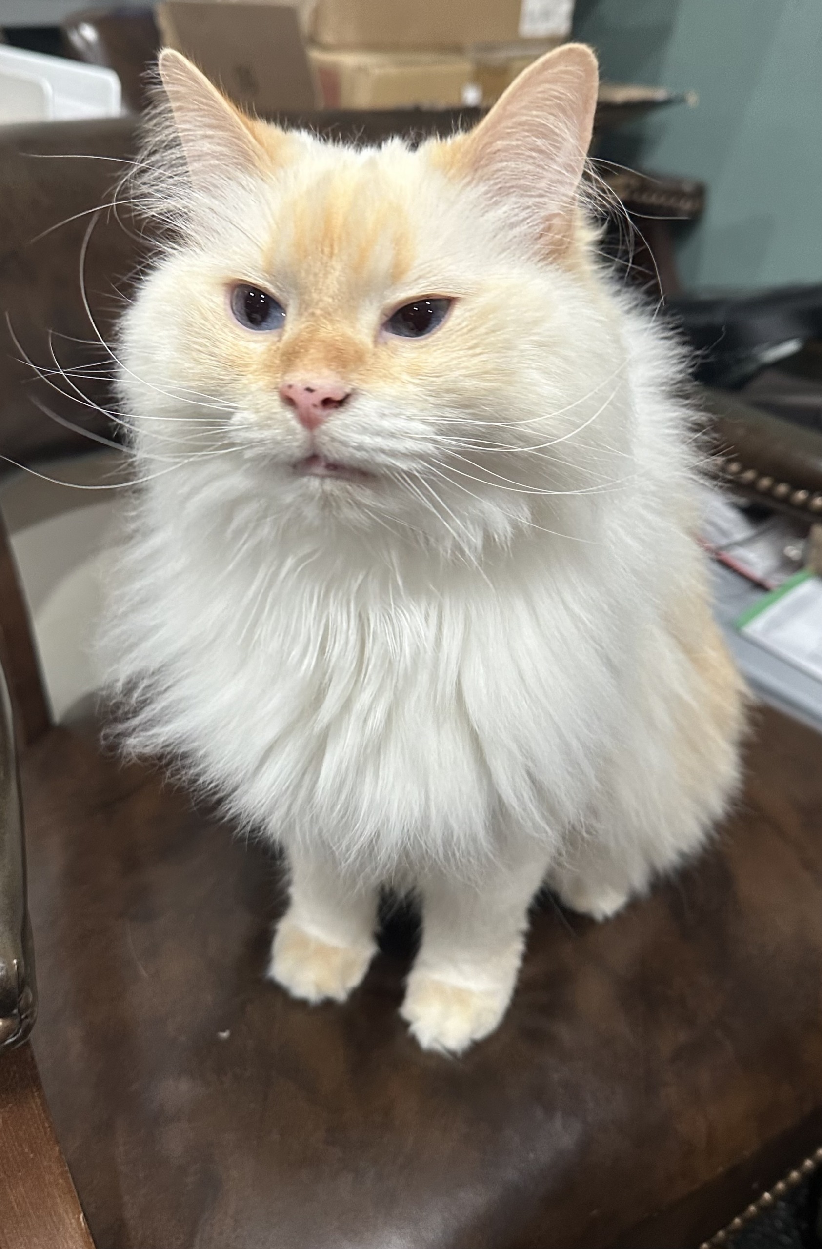 Lost Cat, Alert 66803 Joshi missing near 37, Indianapolis46217 Indy
