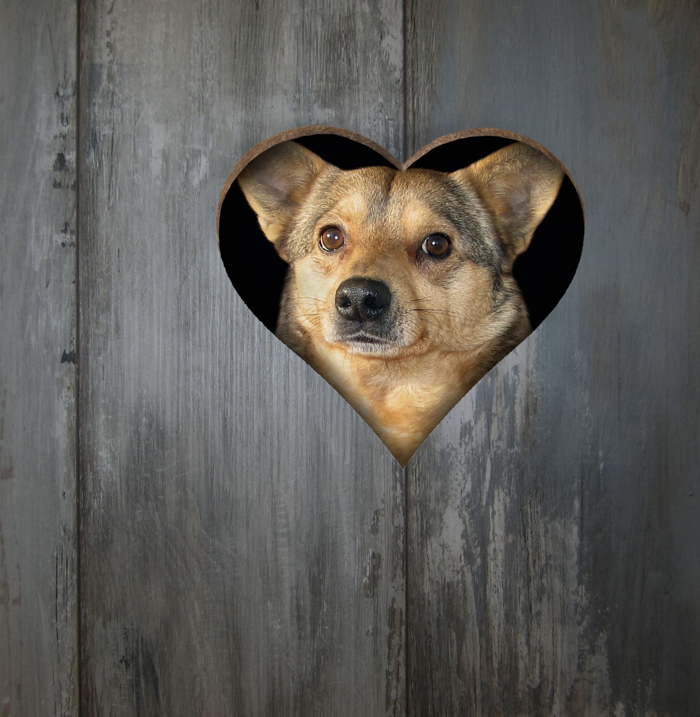 Where is the best spot for a fenced dog park in Kyogle?