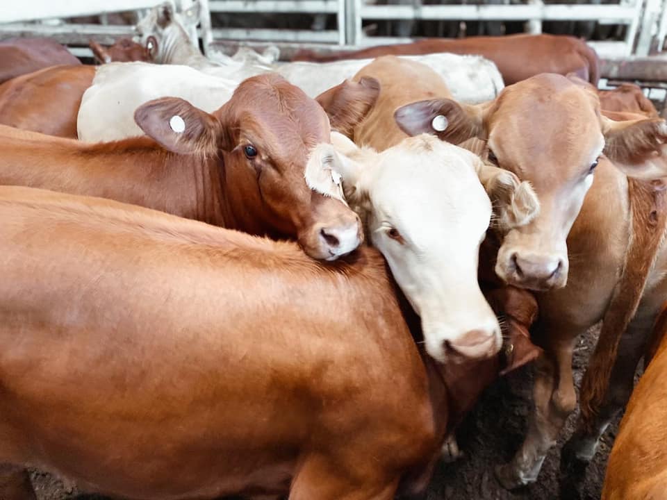 Bullocks and steers sell 8c to 10c dearer, topping at 456c