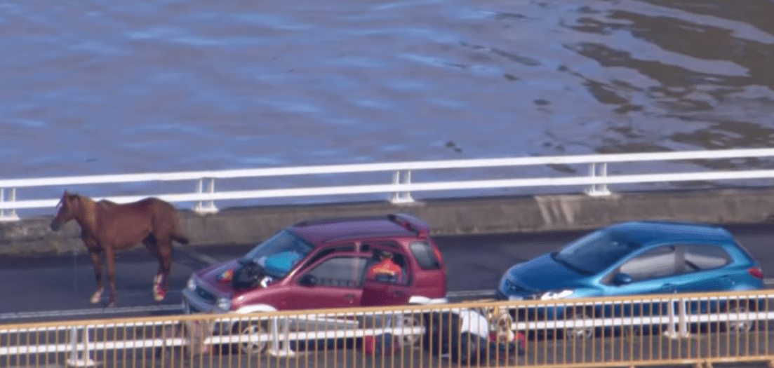 Horses, cars and people stuck on Woodburn Bridge