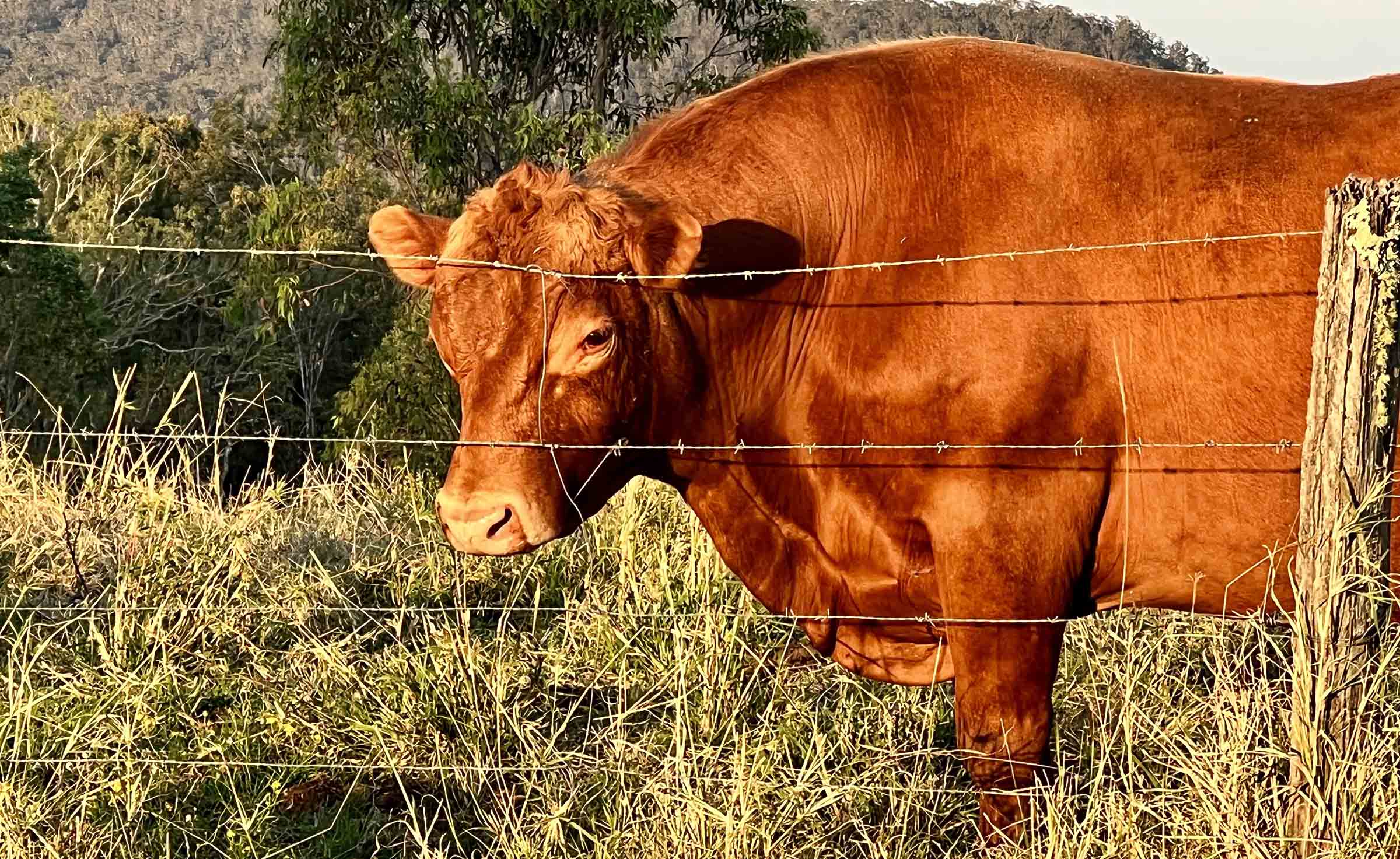 Cow prices hold firm at cattle sales