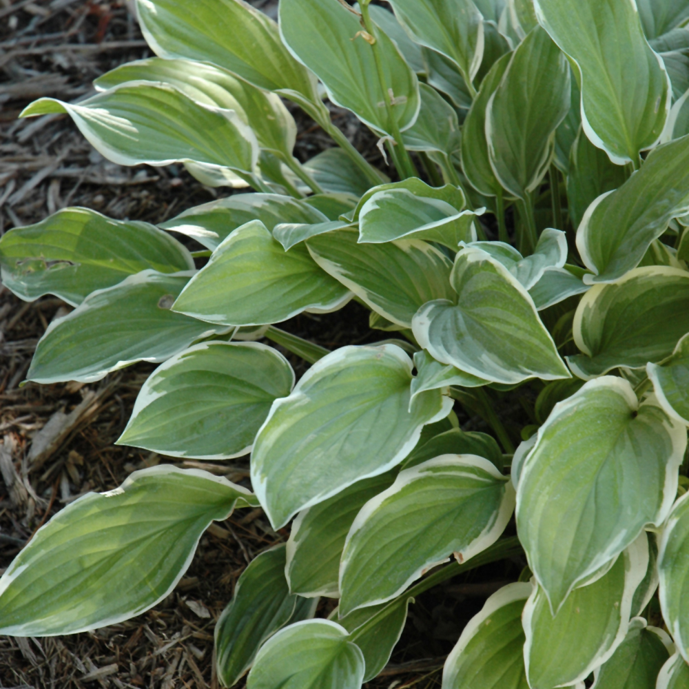 SO SWEET HOSTA Indy Plants