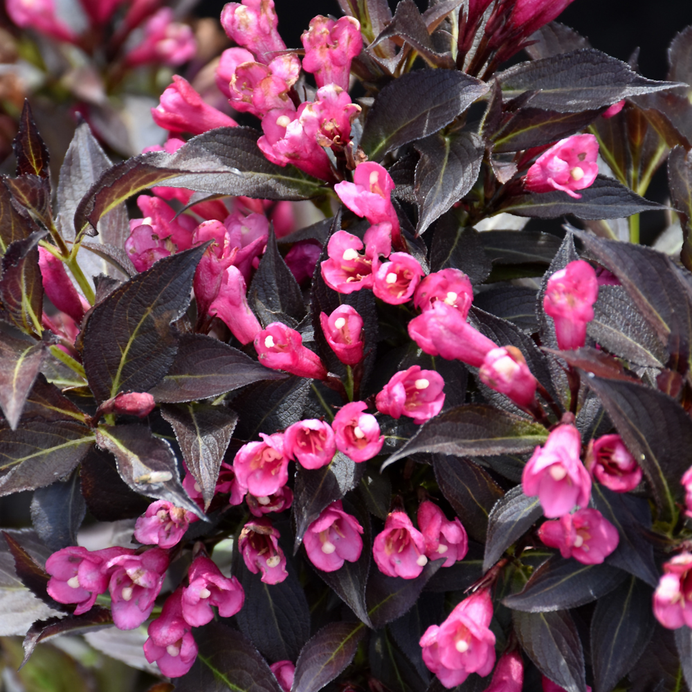 SPILLED WINE WEIGELA Indy Plants