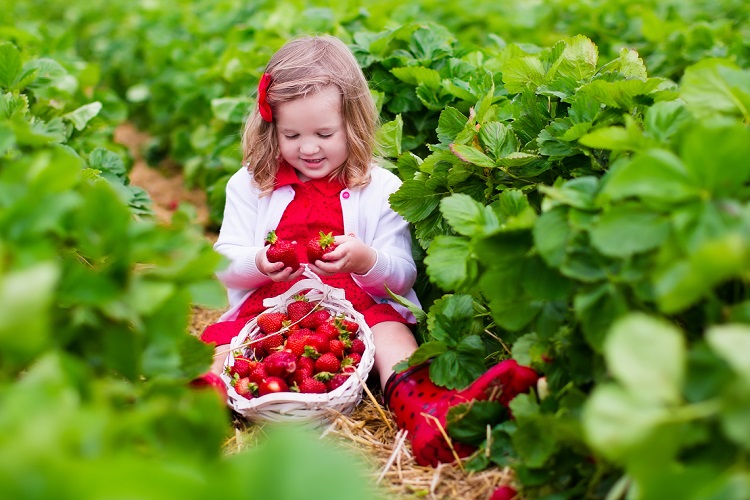 UPick Berry Farms around Indianapolis Indy’s Child