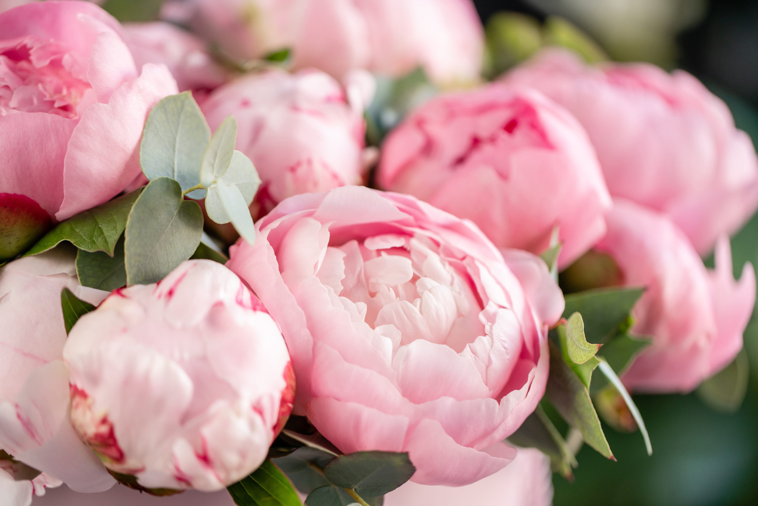 Celebrate the State Flower at the Indiana Peony Festival Indy's Child