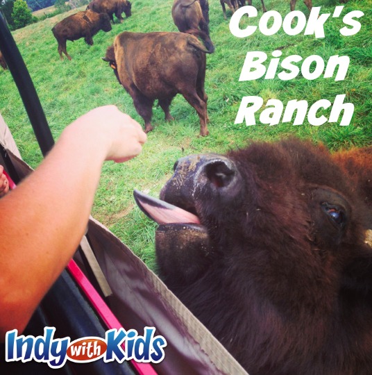 Cook's Bison Ranch Roam with the Herd 2 1/2 Hours from Indy