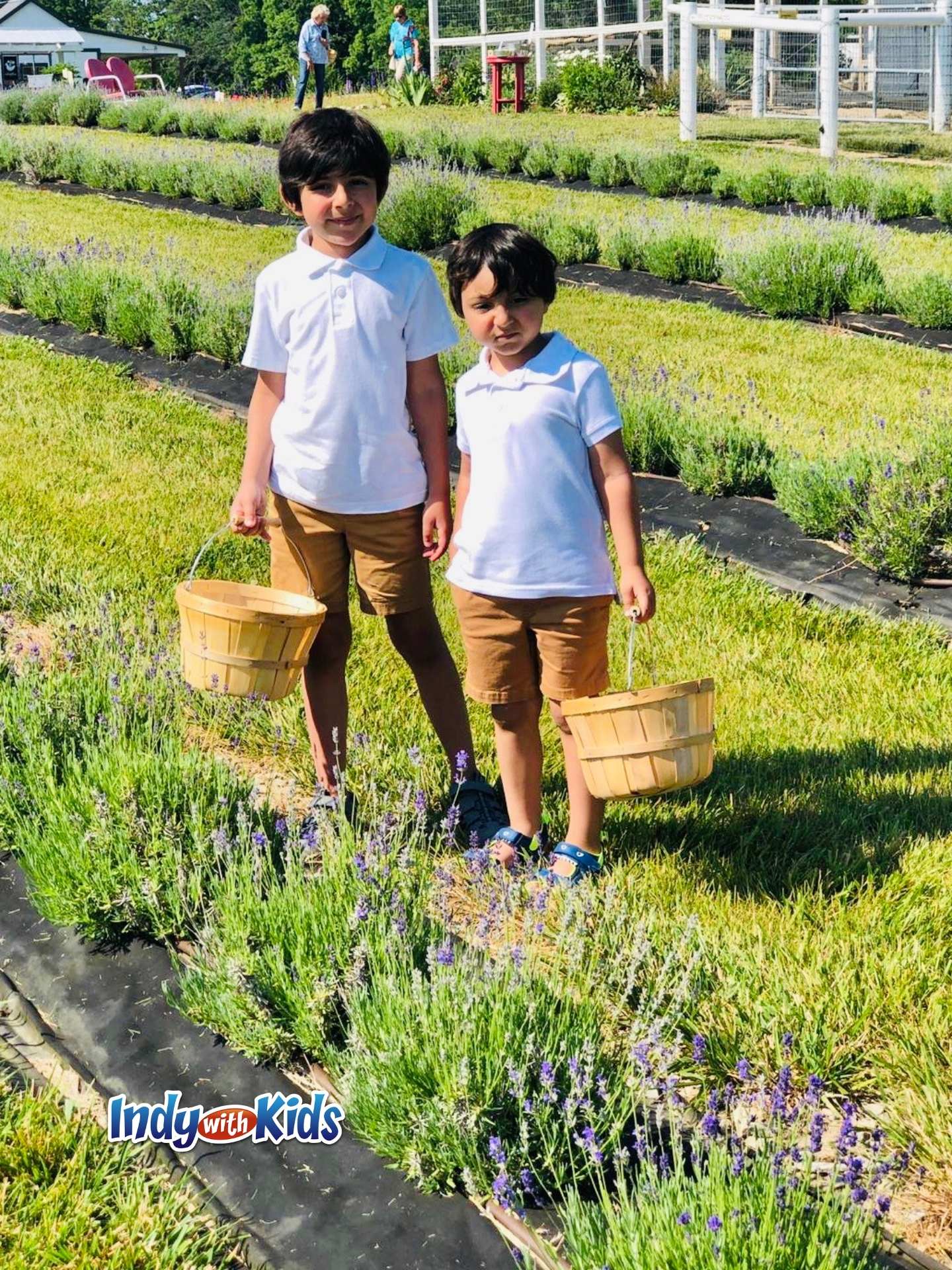 Dollie’s Farm A Lavender & UPick Flower Farm