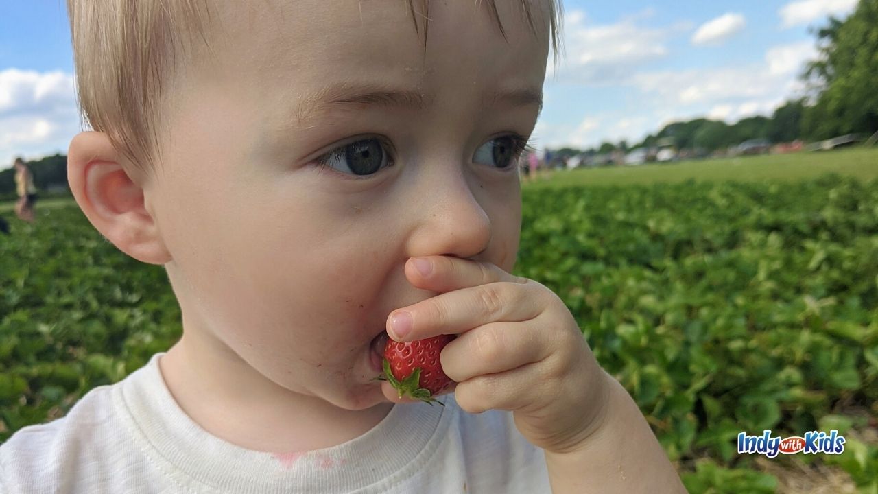 6 Sweet Farms for Strawberry Picking Near Me Indianapolis Strawberry