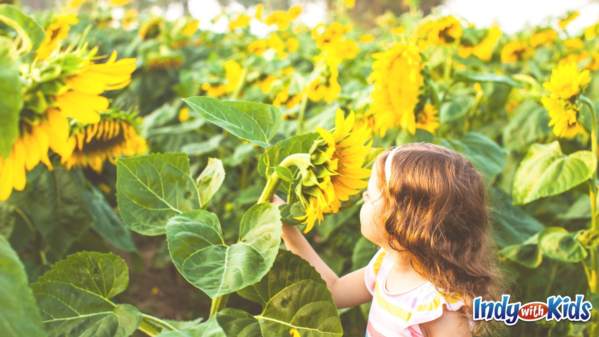 The Best Sunflower Field Near Me 7 Indianapolis Sunflower Farms