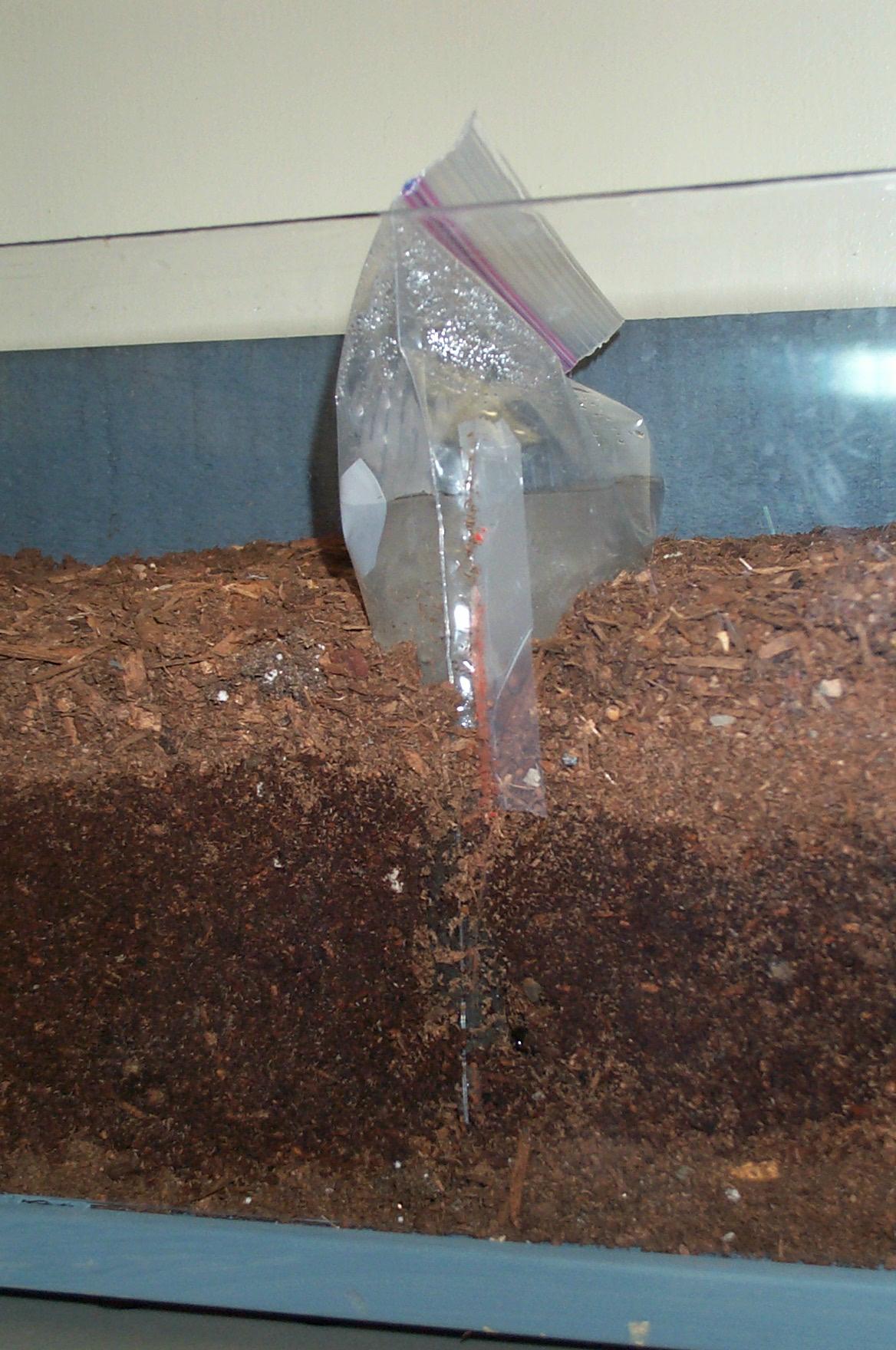 Science Fair