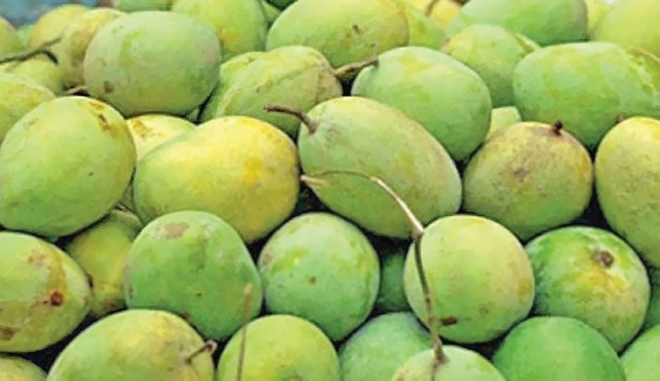 তিনগুণ দামে খুচরা বাজারে বিক্রি হচ্ছে আম