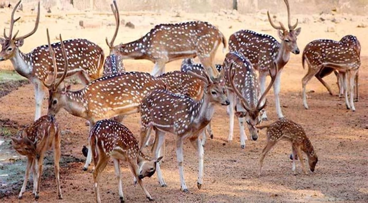 বাণিজ্যিকভাবে হরিণ পালনে স্বপ্ন দেখছেন মঈন!