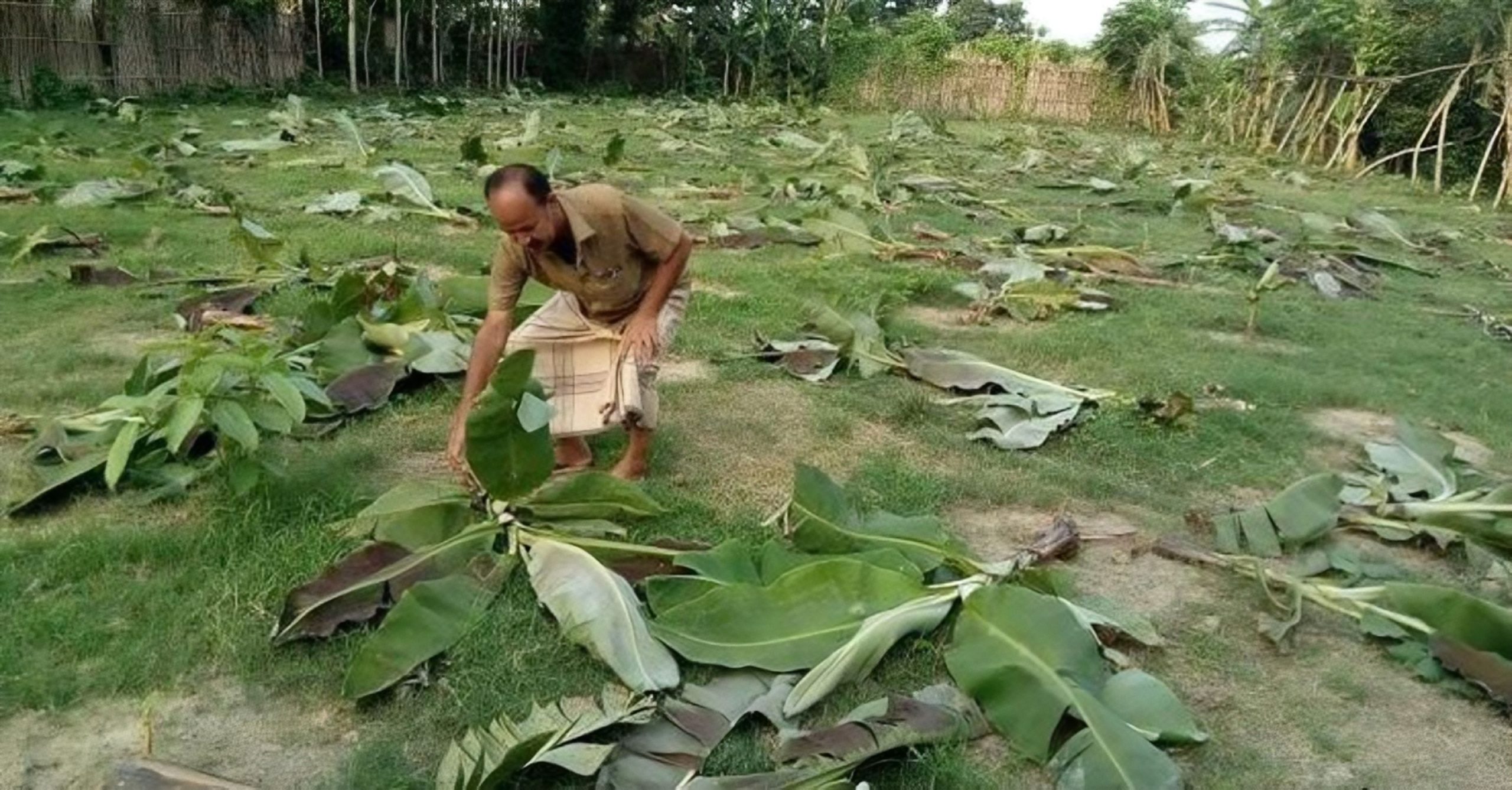 শত্রুর হাত থেকে কলাগাছও রক্ষা পেলনা