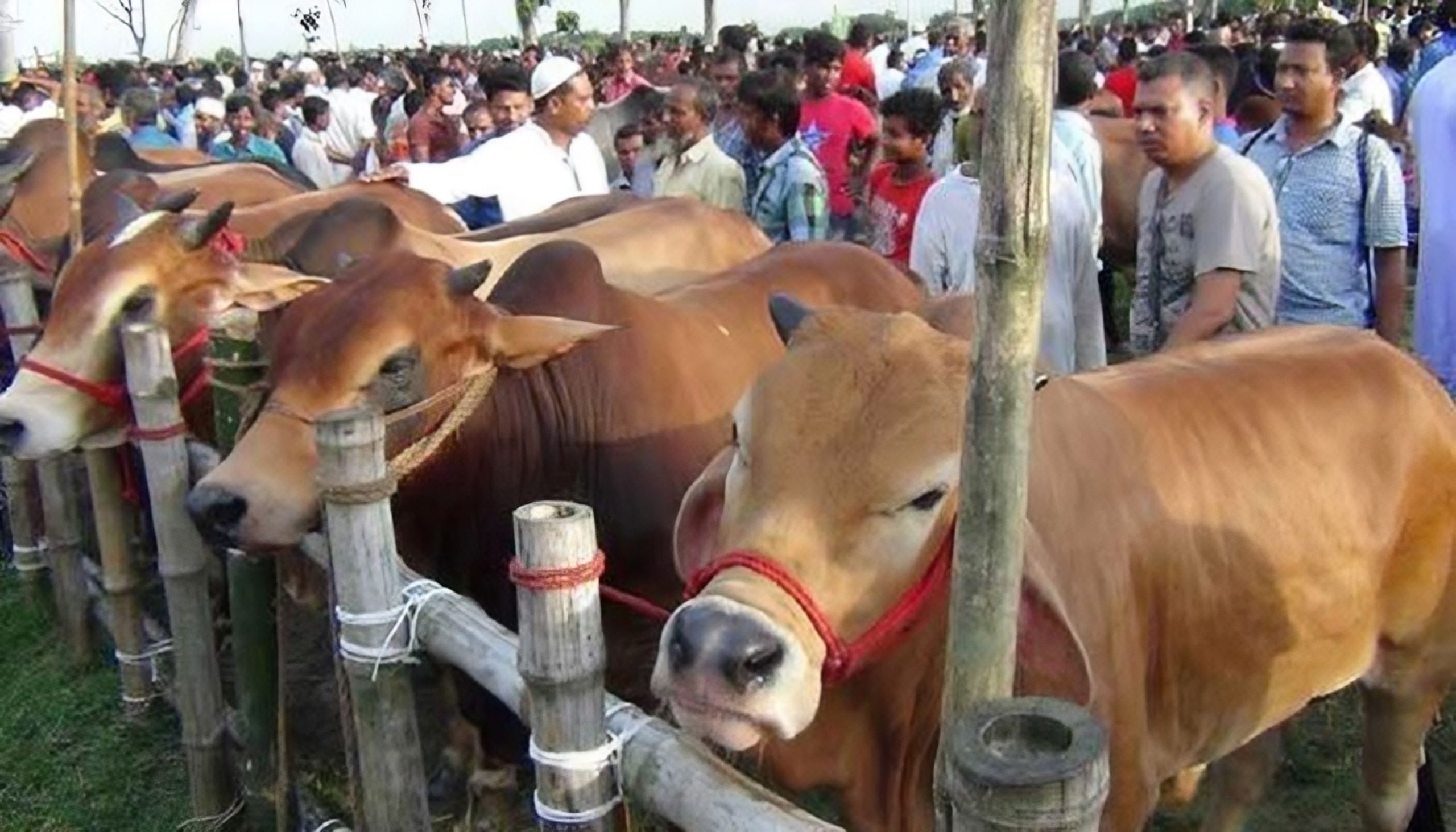 কোরবানির হাটে যেসব নির্দেশনা মানতে হবে
