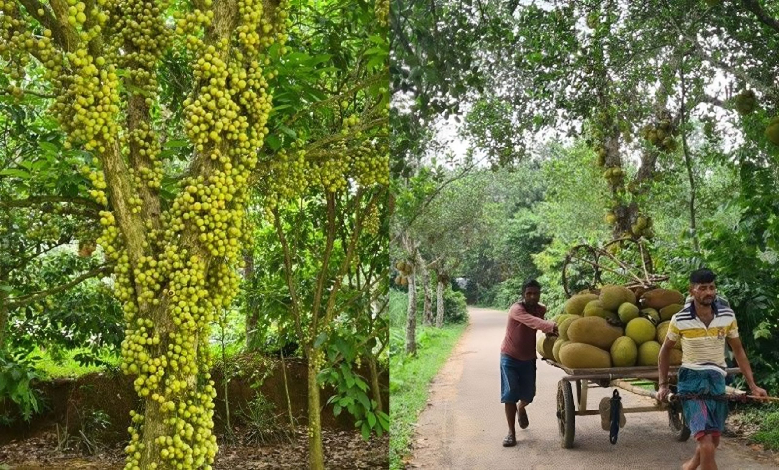 সূর্যডিম থেকে ড্রাগন, বছরে বিক্রি ৫০ কোটি টাকা