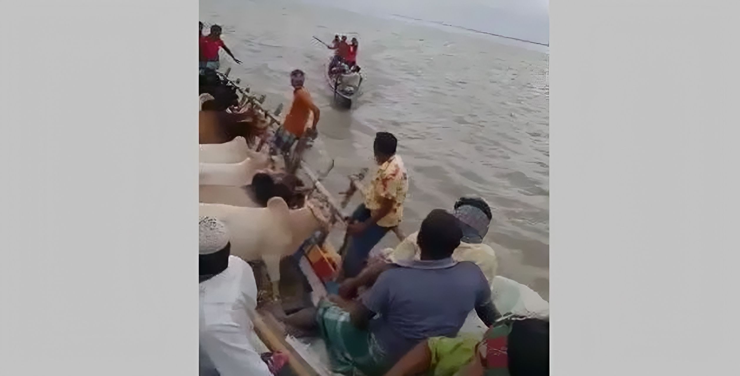 যমুনায় কোরবানির পশুবাহী নৌকায় প্রকাশ্যে চাঁদাবাজি