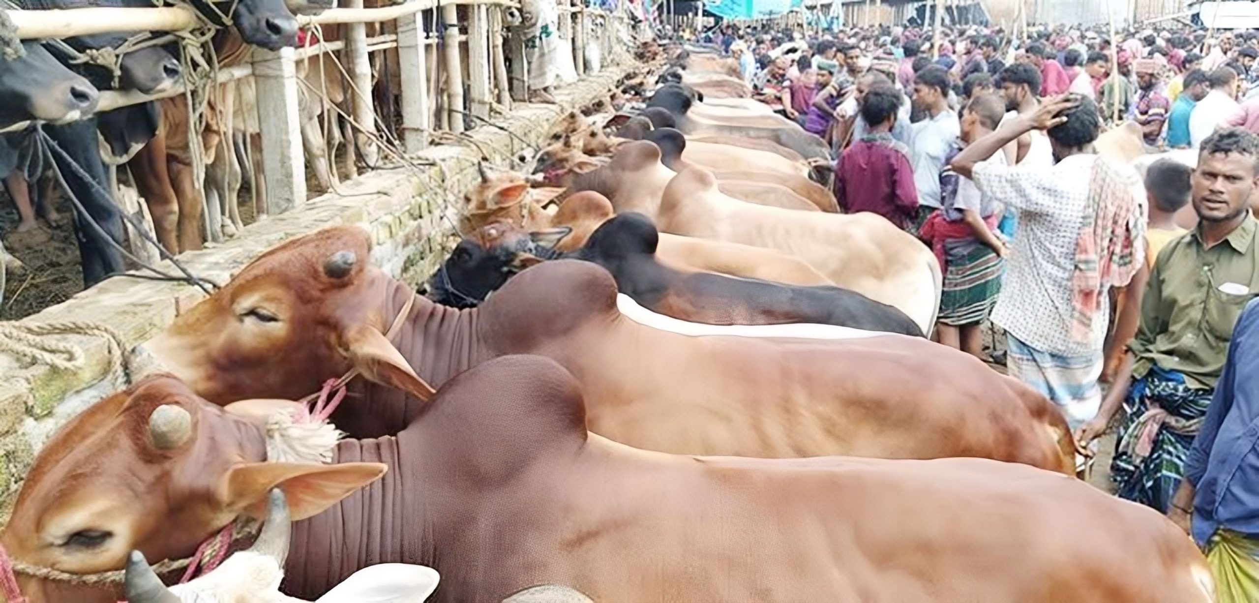 হাটে প্রচুর গরু, কাঙিক্ষত দাম না বলায় ফিরে যাচ্ছেন বিক্রেতারা