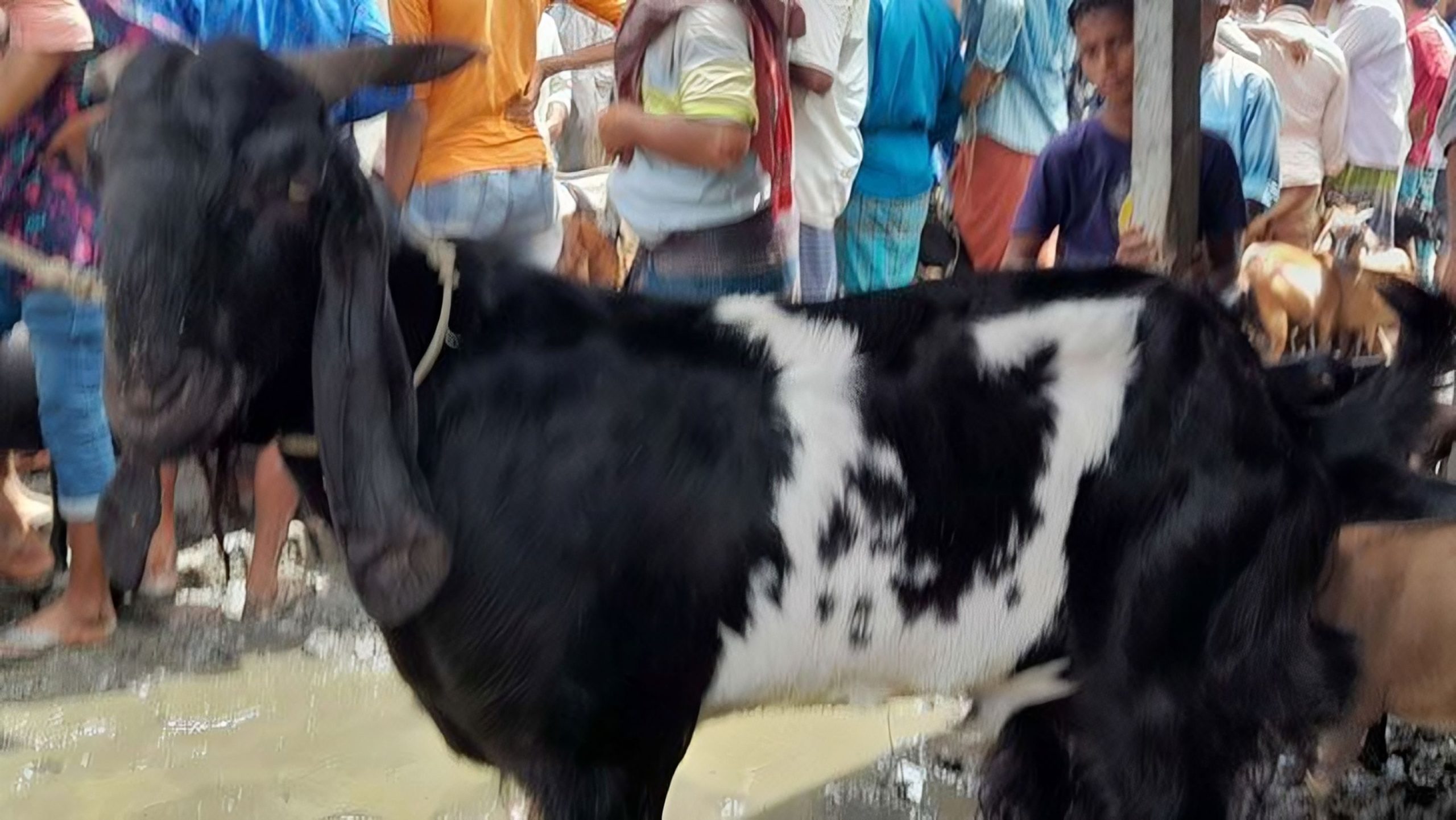 কালো রংয়ের রাজা দাম হাঁকাচ্ছে ৮০ হাজার টাকা!