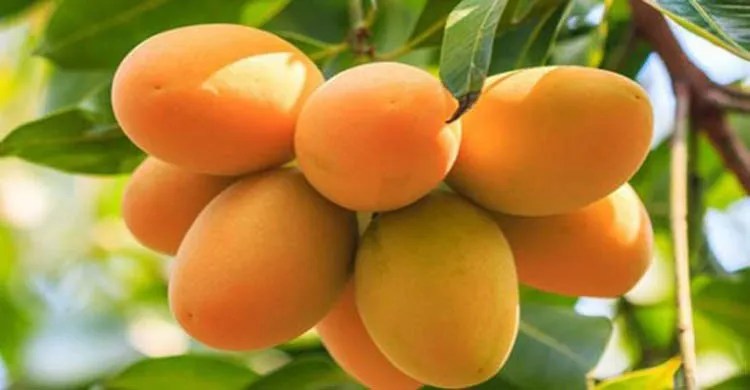পাকা আম খাওয়ার ৫ উপকারিতা জেনে নিন