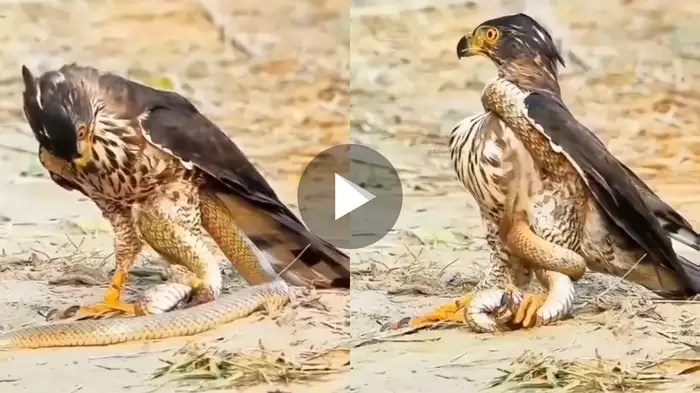 শিকারি যখন শিকার! সাপের বুদ্ধিতে নাজেহাল ঈগল, শেষে জিতল কে?