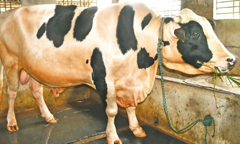 ৩০ মণের সম্রাটের দাম হাঁকাচ্ছেন যত লাখ টাকা