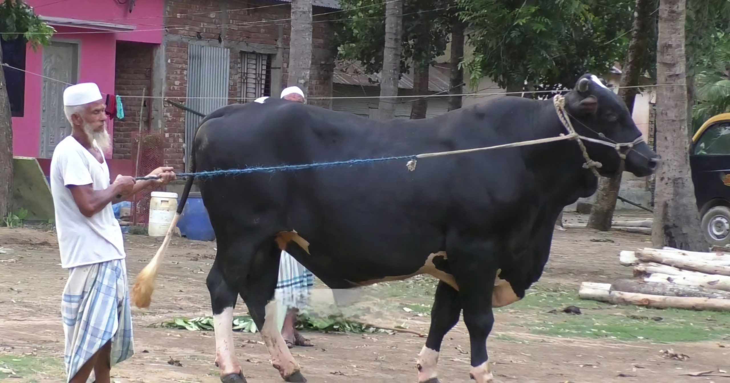 নজর কাড়ছে ৩২ মণ ওজনের সুলতান, দাম হাঁকাচ্ছেন কত লাখ