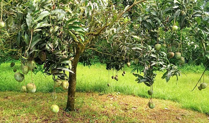 ভাওয়ালের লাল মাটিতে রাজশাহীর আম চাষে বাজিমাত