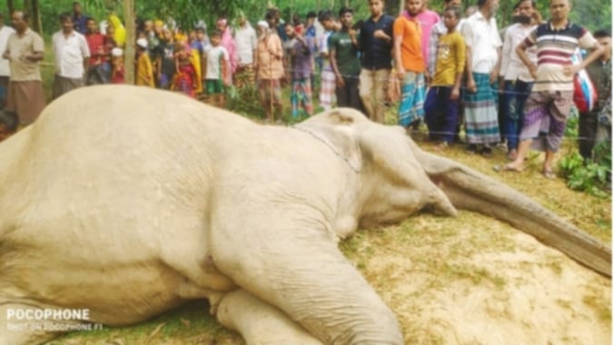 নালিতাবাড়ী সীমান্তে আবারও বন্য হাতি হত্যা, আটক ১