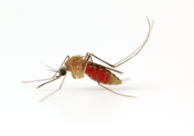 Malaria Mosquitoes And Man Infectioncontrol Tips