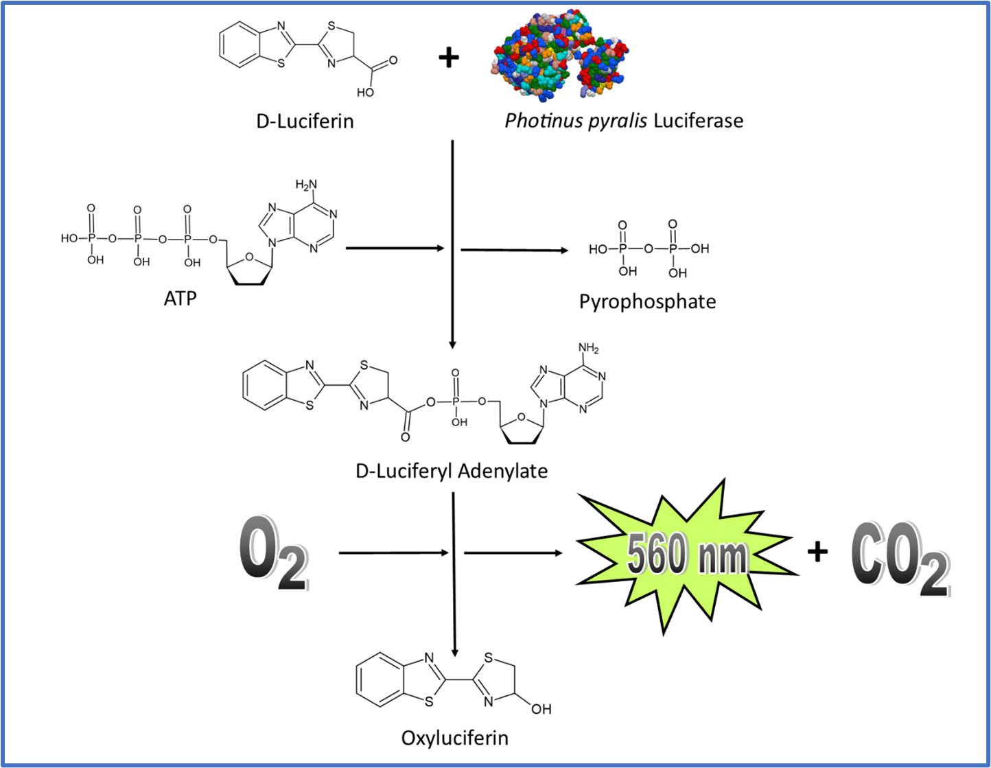 The Application of ATP Bioluminescence for Rapid Monitoring of