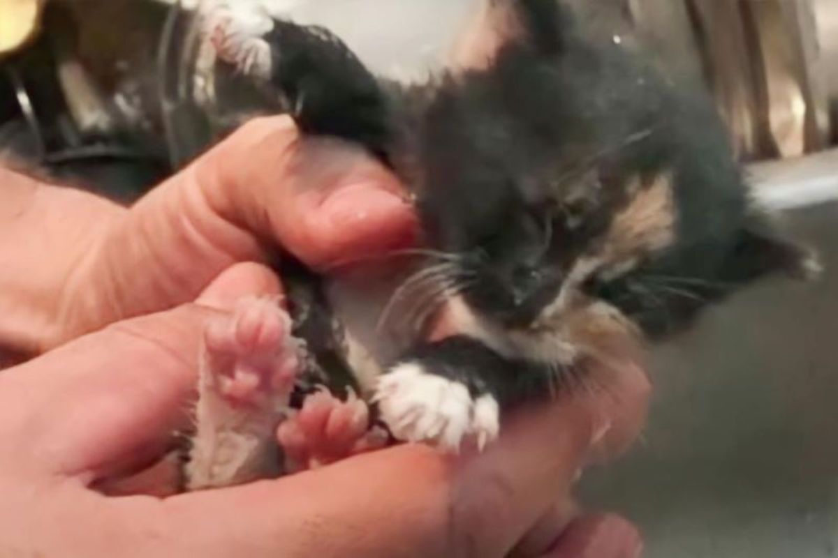 Their Dog Stares at the Wall Every Day. He Sets Up a Camera and