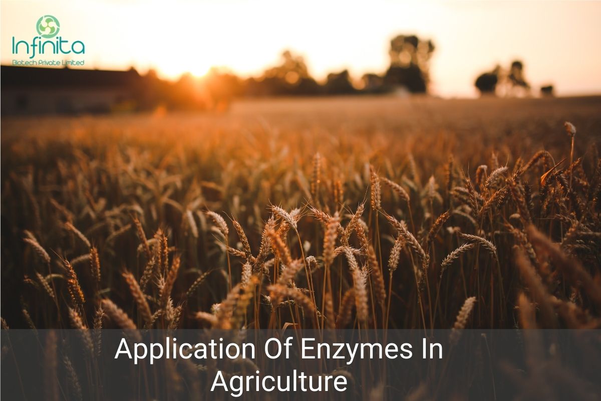 Application Of Enzymes In Agricutlture Infinita Biotech