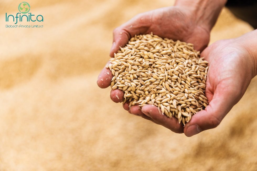 Importance Of Enzymes In Malt Extraction Infinita Biotech