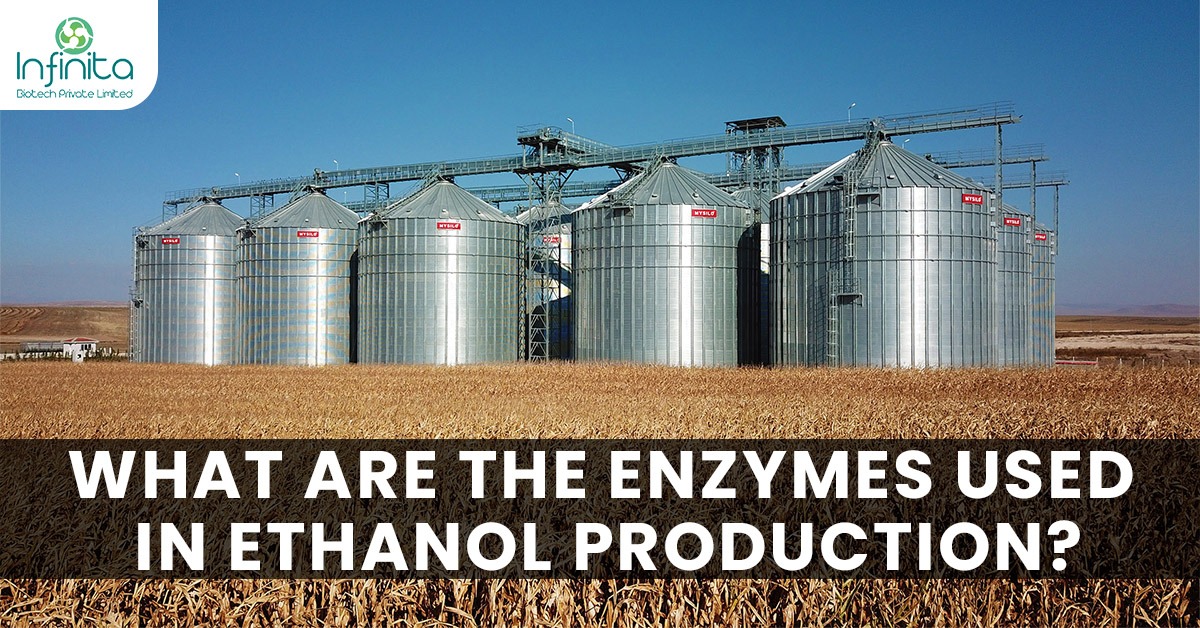 How Cellulosic Ethanol Is Made