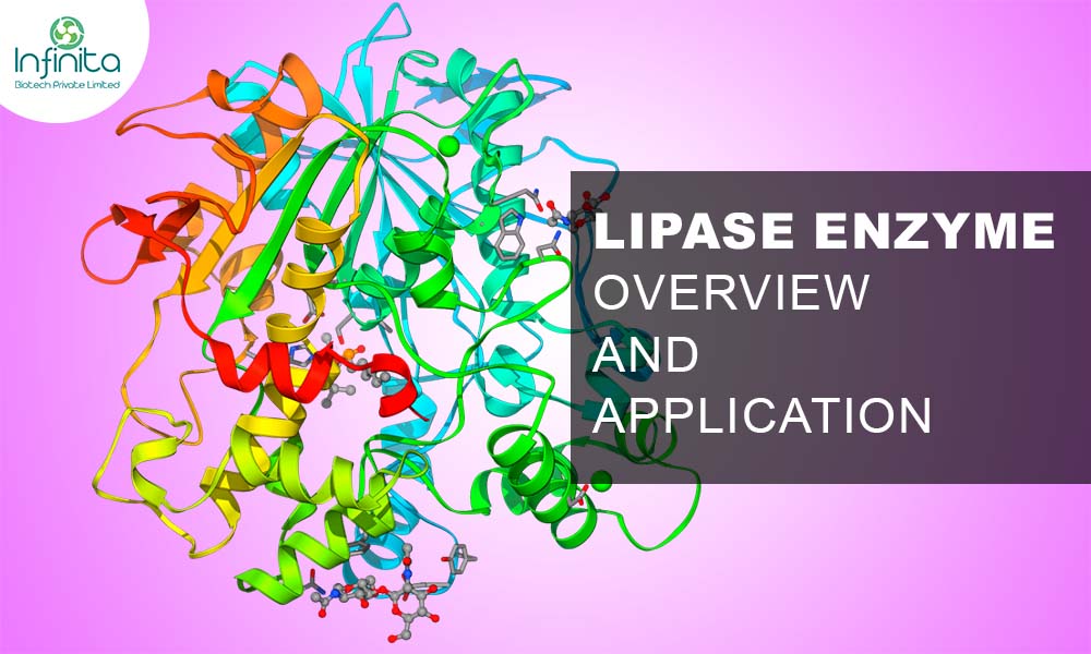 Lipase Overview and Application of Lipase Enzyme