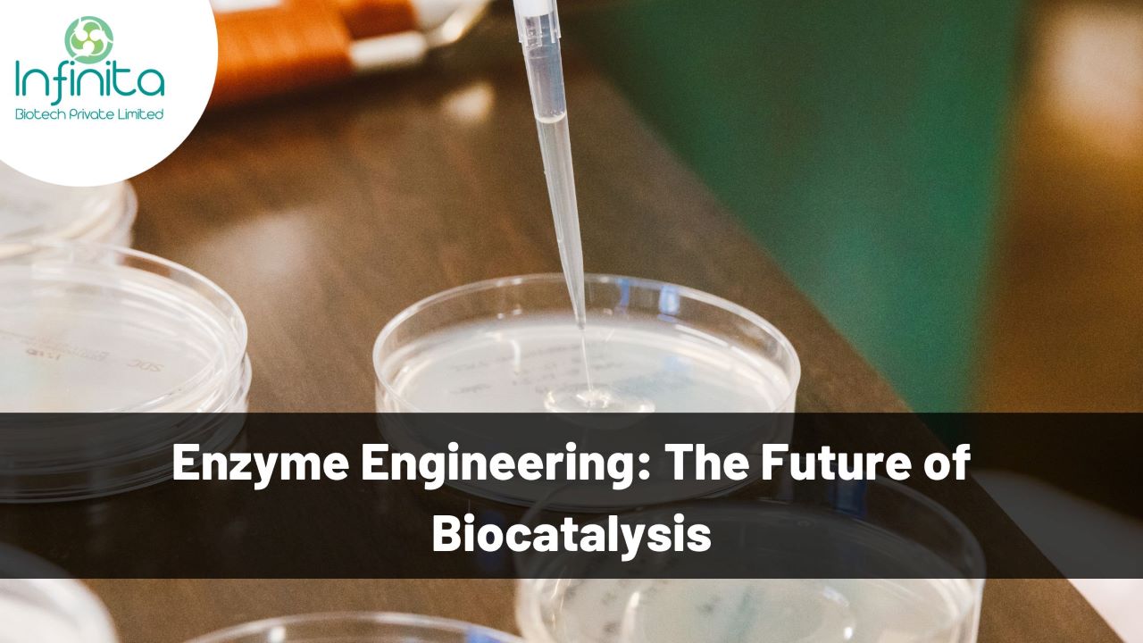 Top 10 Benefits Of Digestive Enzymes Infinita Biotech