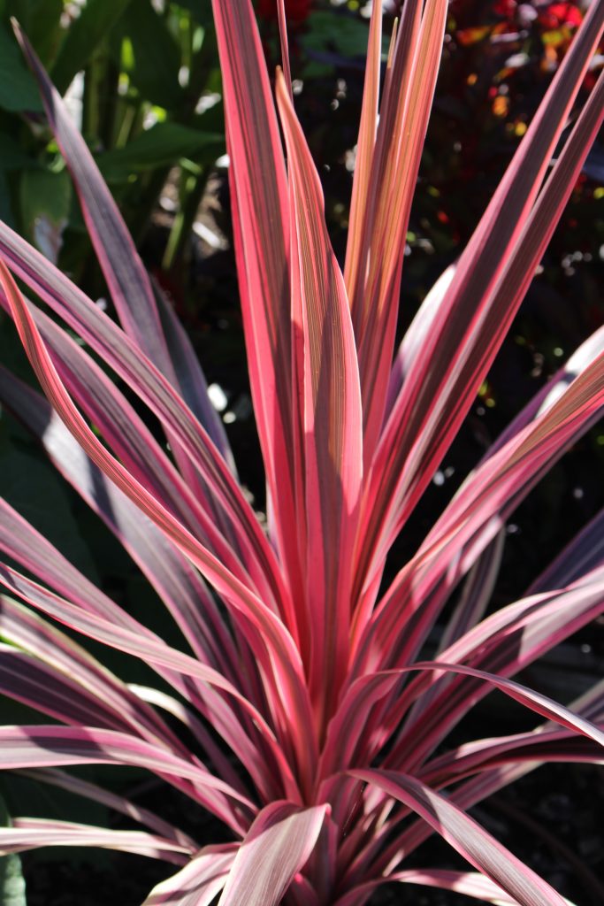 How Fast Do Cordylines Grow? Everything You Need to Know Infinite Sushi