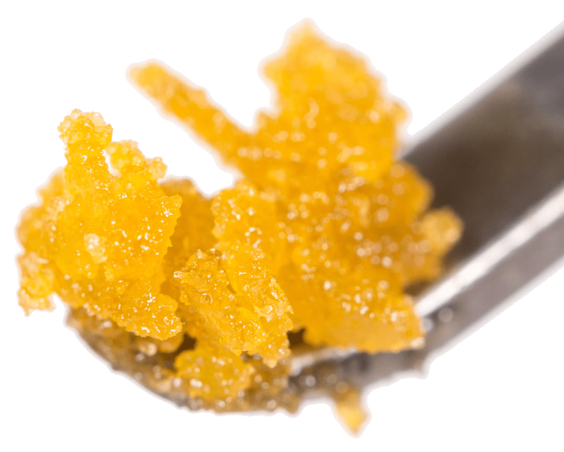 Solventless or SolventBased Extracts What are You Dabbing? Infinite
