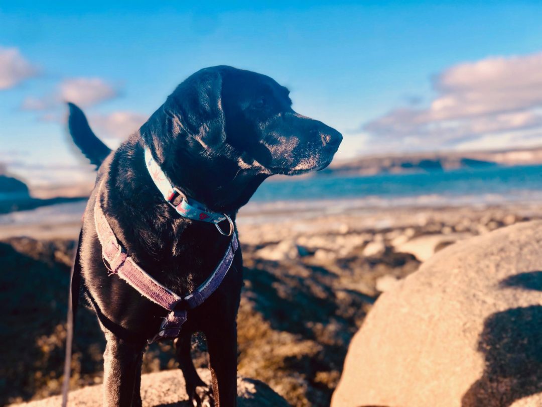 Giving beautiful dog called Jasmine for adoption Infinite Classifieds