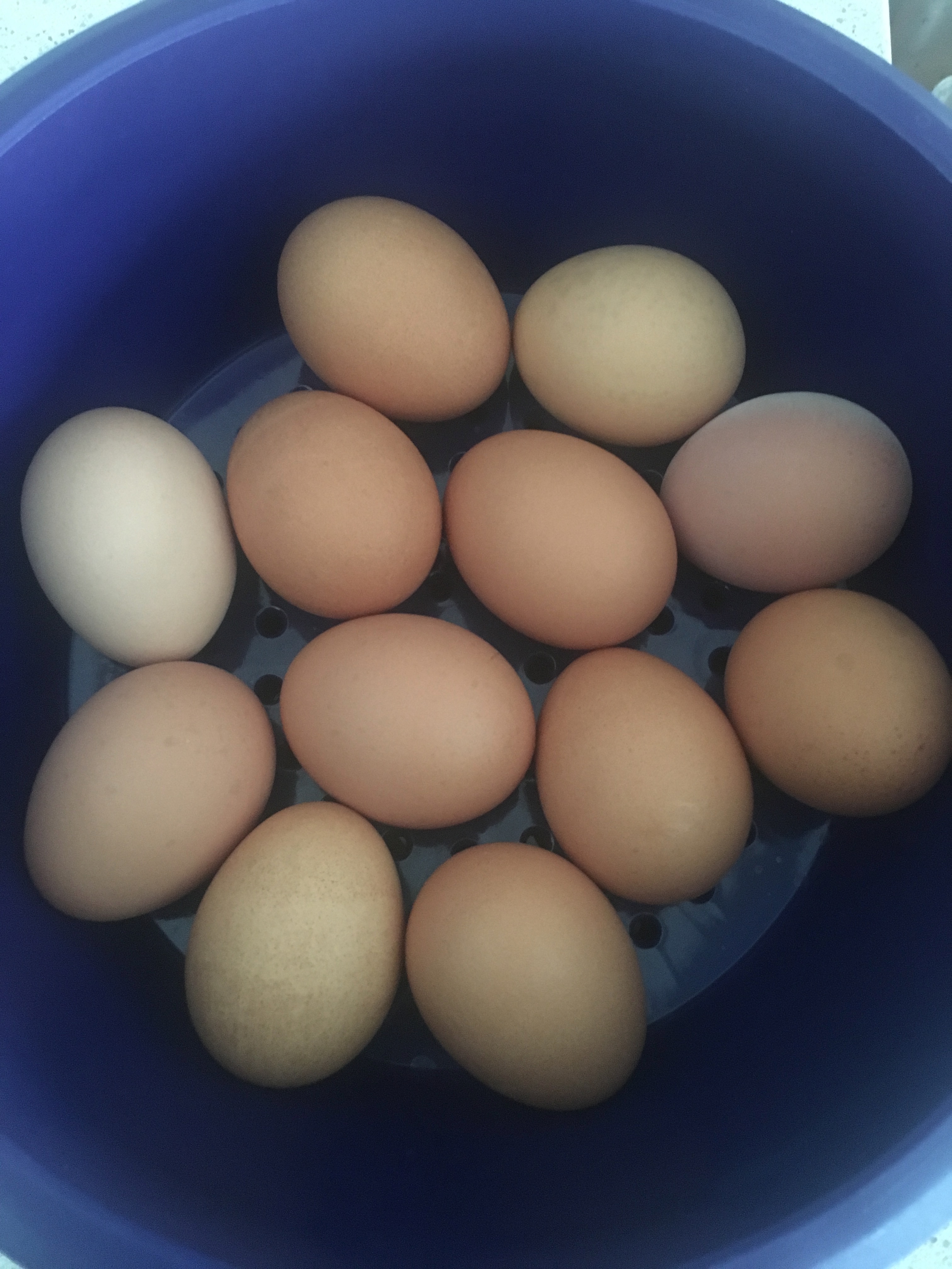 Egglet Blt Infinite Shine Enterprises Tupperware