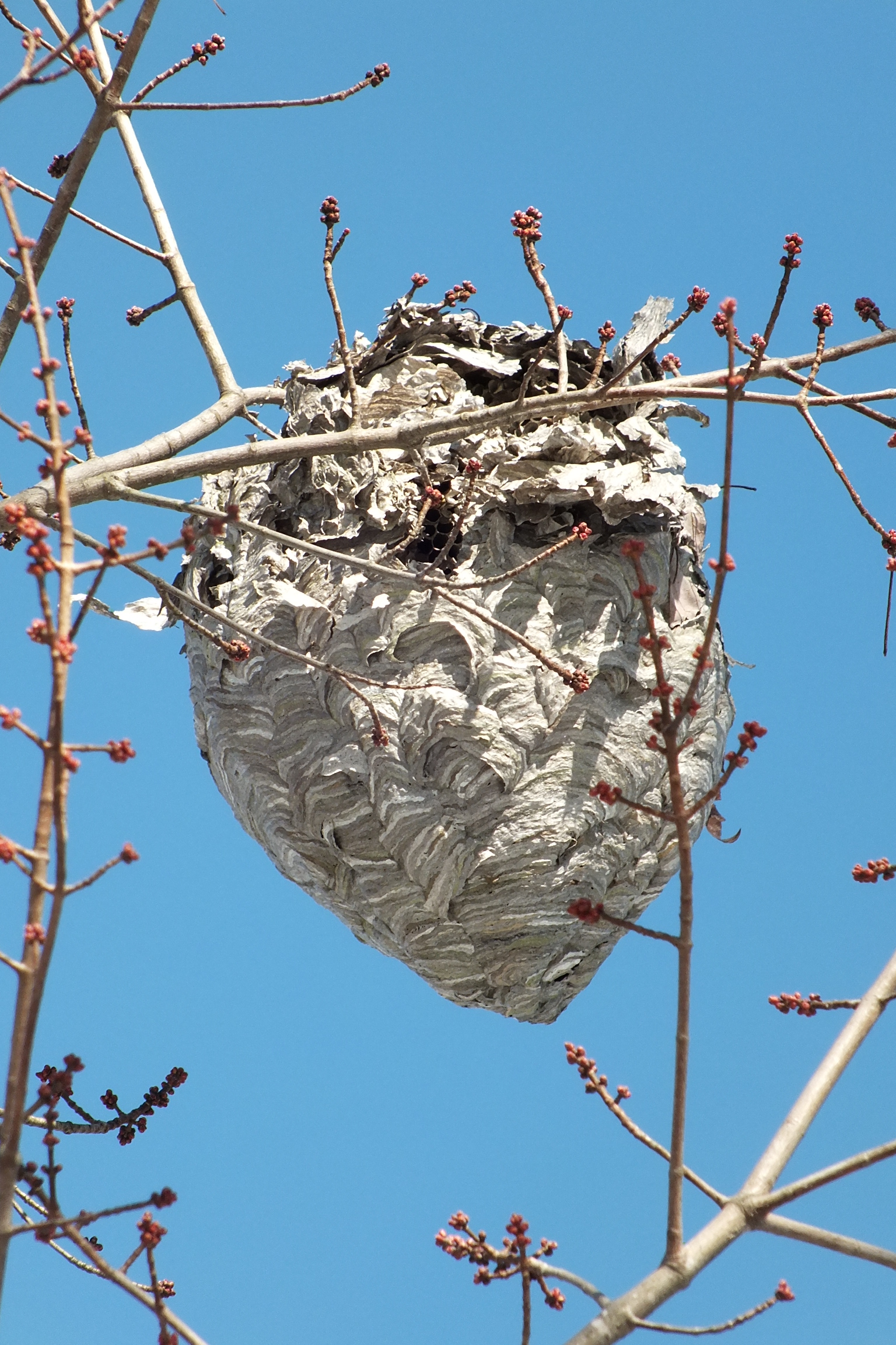 An Introdction to Paper Wasp Nests The Infinite Spider