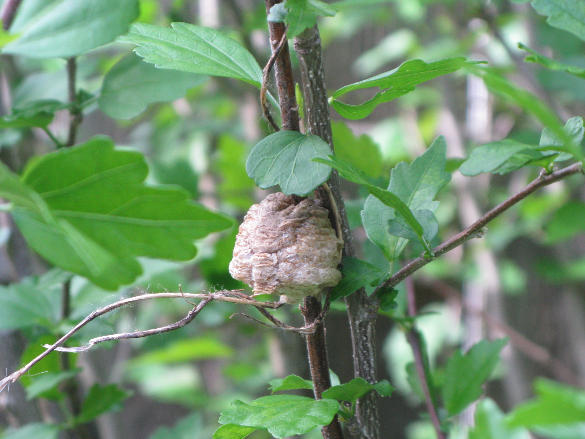 Praying Mantis Egg Case Identification Garden Bugs